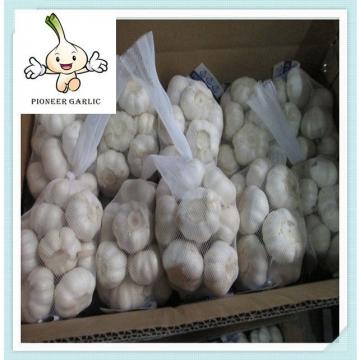 Loose Packing Size 5.0 Normal White Garlic by mesh bag Fresh Garlic