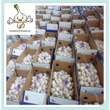 Chinese style certification appoved fresh white garlic Fresh garlic