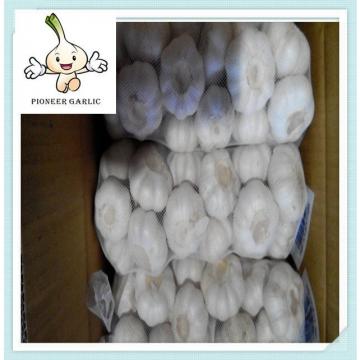 Organic Garlic Chinese Fresh Garlic 10kg/mesh bag loosely Chinese dry garlic