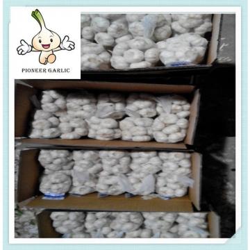 cold store fresh normal white pure garlic 5.0cm 2015 year