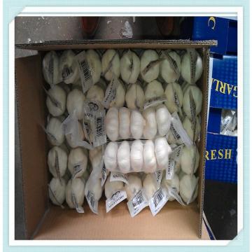 5.0cm fresh normal white garlic packed in 10kg ctn