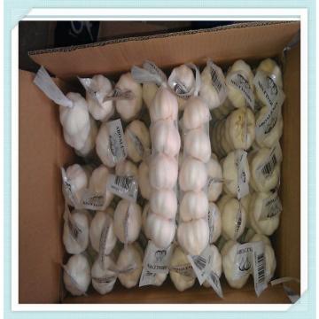 Chinese Best Quality Vegetables Fresh Garlic nature white garlics from shandong