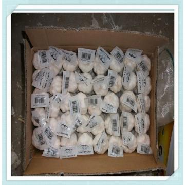 China pure white fresh garlic in mesh bag Best quality new crop Chinese