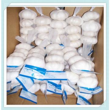 2015 China Fresh Pure Garlic Price 10kg mesh bag Pure White Garlic