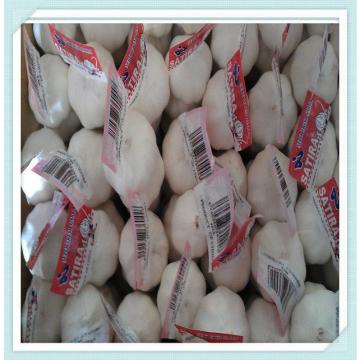 Chinese New Fresh Gralic Normal White/Pure White Garlic for Sale