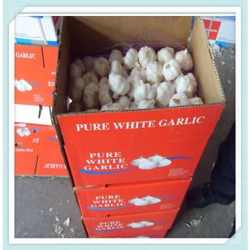 new crop fresh garlic hot sale Super Nataral Fresh Garlic,Hot selling