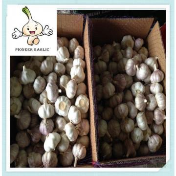 garlic aglio pink 10kg Carton China Wholesale White Natural Garlic Price