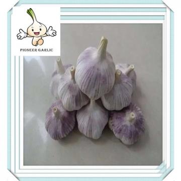 2016 Jinxiang new crop fresh garlic NORMAL WHITE GARLIC