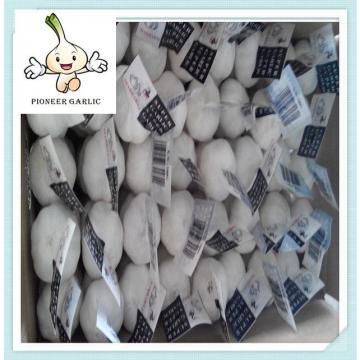 China good quality of 5.0cm New Fresh White Garlic for wholesale market price