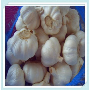 2015 fresh garlic supplier from shandong to Colombia markect