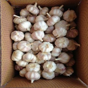 Fresh White Garlic Best Qualty Competitive Price China In 10kg Carton