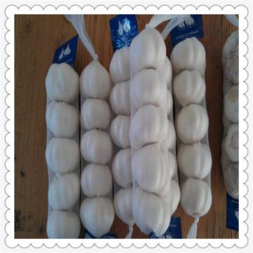 Chinese pure white Garlic High quality Wholesale price fresh natural garlic