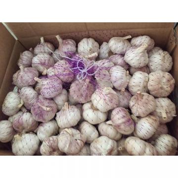 chinese garlic with lower price