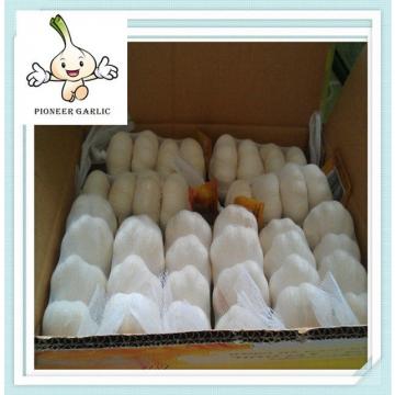 5.0CM 200G*50 In 10Kg Carton Super White Garlic For Ecuador
