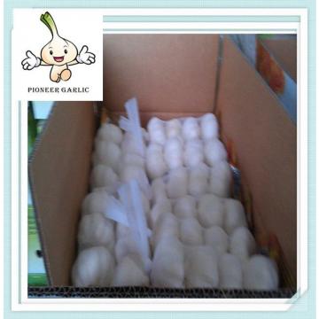 China Garlic In 3p Sack Carton packing pure white garlic ,top selling and nice price