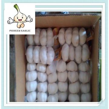Red Fresh Super Garlic Wholesale Garlic Price 10KG/Bag