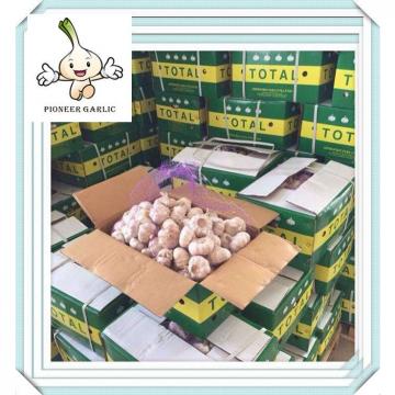 Fresh garlic in small mesh bag in bag Garlic Buyers & Importers