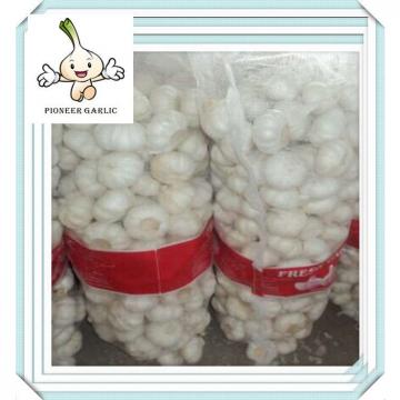 5.5cm Cheap white garlic of 10kg/21kg mesh bag China Snow White Garlic