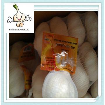 fresh normal white pure white garlic Latest Pure white Garlic in Shandong China