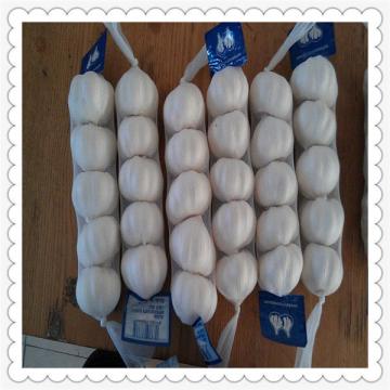 Fresh Garlic supply jinxiang fresh normal white garlic (10kg mesh bag)