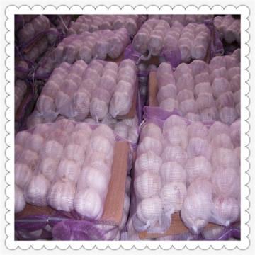 Wholesale Fresh Garlic (5.5cm up, 10kg Carton Packing)