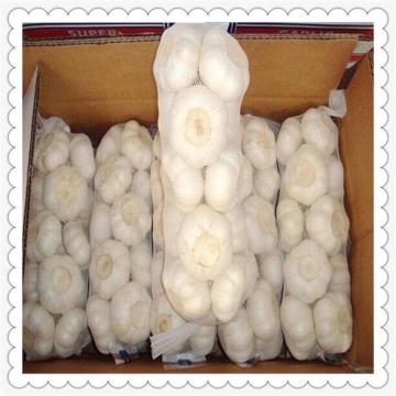 fresh new white cold storage Jinxiang garlic in China