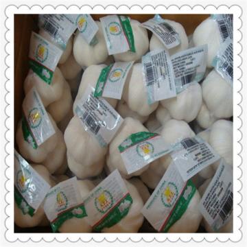 6cm Normal White Pure White Fresh Garlic for sale 2015 fresh pure white garlic