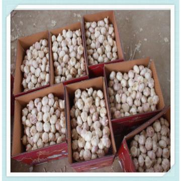 fresh pure white and normal white garlic for 2015 New Crop Fresh Garlic