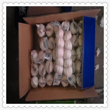 Shandong pure white garlic 2015 Natural White Fresh Garlic For Sale