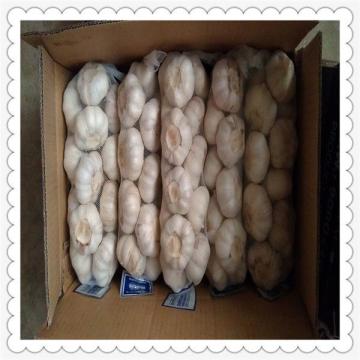 normal white garlic Chinese wholesale natural garlic for sale to importers