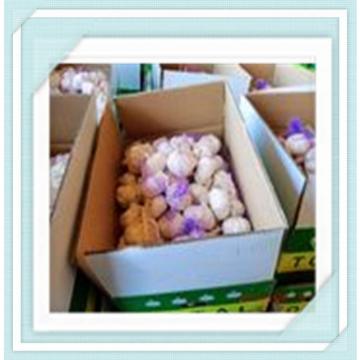 wholesale garlic in China new crop jinxiang fresh white garlic