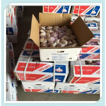 Fresh Garlic export Chile Market price Normal white garlic for nicaragua