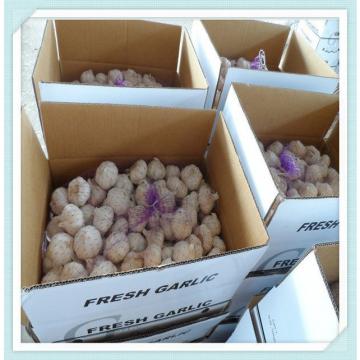 Chinese fresh garlic top quality,new crop hot selling products price of garlic