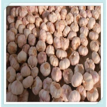 Garlic for Sale 10Kg / carton Garlic 5.5cm-6.0cm