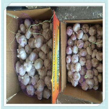 Globle White Garlic for Sale China Garlic Price To Buy Fresh Garlic