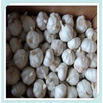 Best quality new crop fresh Chinese pure white garlic