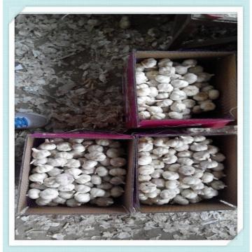 2015 chinese new garlic in mesh bag packing Fresh Garlic White