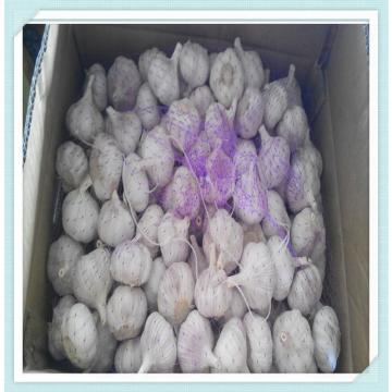 10kg/ carton Chinese Pure white Fresh Garlic for nigalagua market