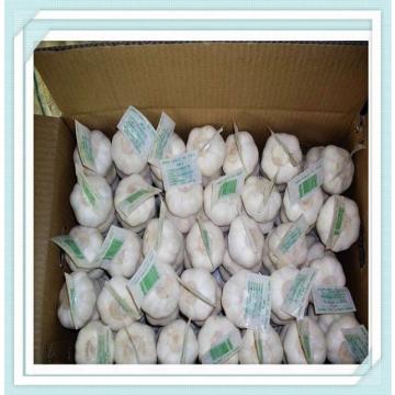 10kg / carton Chinese Pure white Fresh Garlic for world market