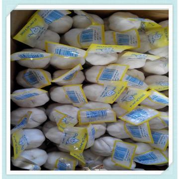 chinese new crop garlic 2015 New Fresh Shandong Garlic