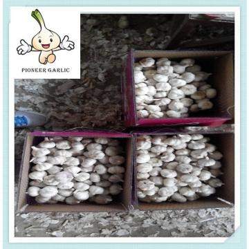 2015 crop wholesale garlic with garlic box 10kg for haiti Market