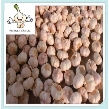 2015 New White Garlic 5.5 cm with samll packing new crop fresh garlic