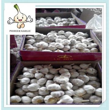 garlic in small pack white galic for sale good quality size4.0cm