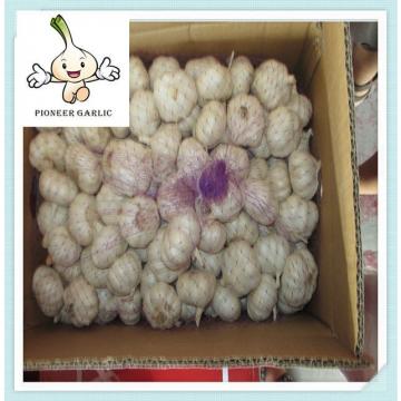 10kg/20kg mesh bag Perfect Quality Chinese Fresh Pure White Garlic 4.5CM