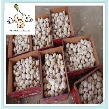 2015 China 5.0cm fresh garlic size,fresh garlic