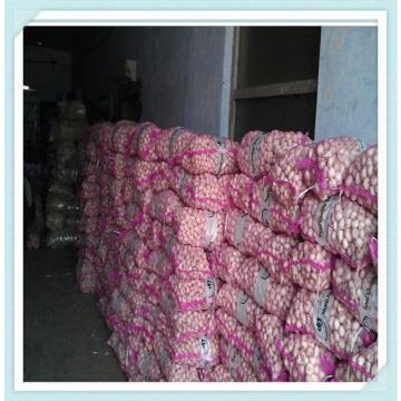 shandong good farmer garlic Fresh Normal White Garlic (10kg/Mesh)