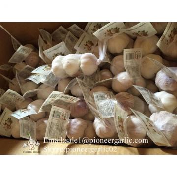 New Crop Chinese 5cm Pure White Fresh Garlic Small Packing In Mesh Bag