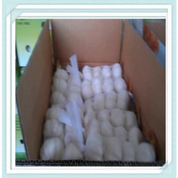 garlic price in china normal white High quality china farm fresh garlic