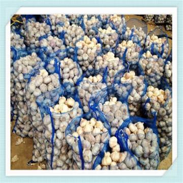 Hot Sale Normal / Pure White China Garlic with Good Quality