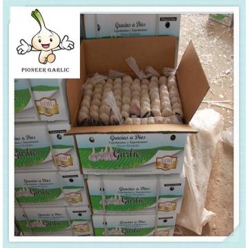 China new crop fresh garlic,normal white garlic, cold store galic